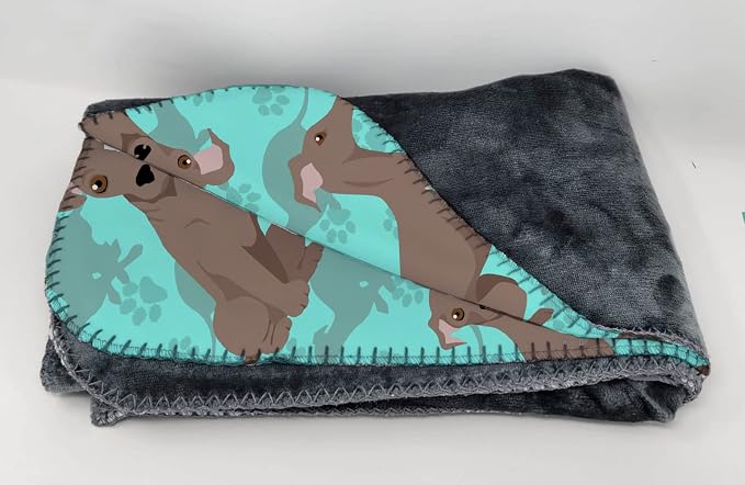 Italian Greyhound - Fawn