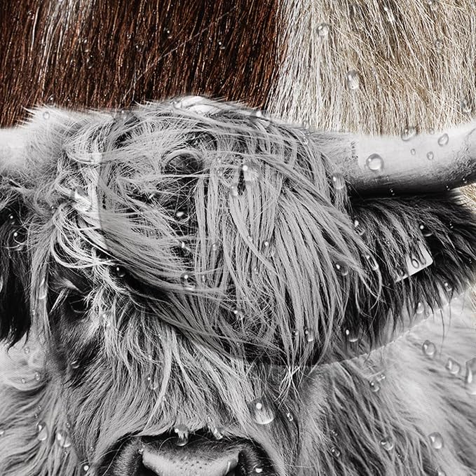 Cattle01